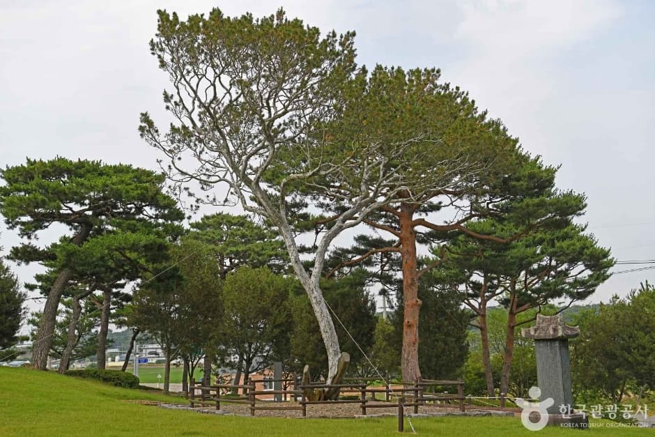 예산 용궁리 백송
