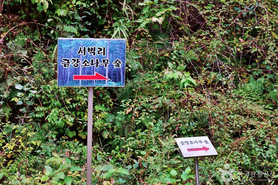 서벽금강소나무숲