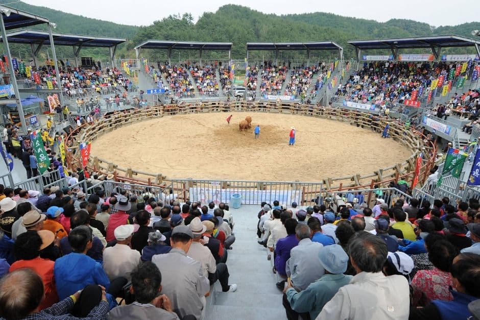 진주 소힘겨루기 경기장