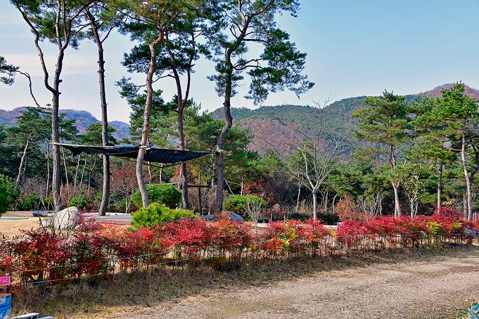 숲속의베리팜