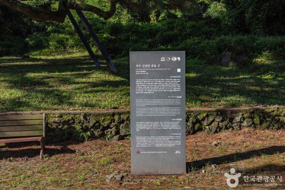산천단곰솔
