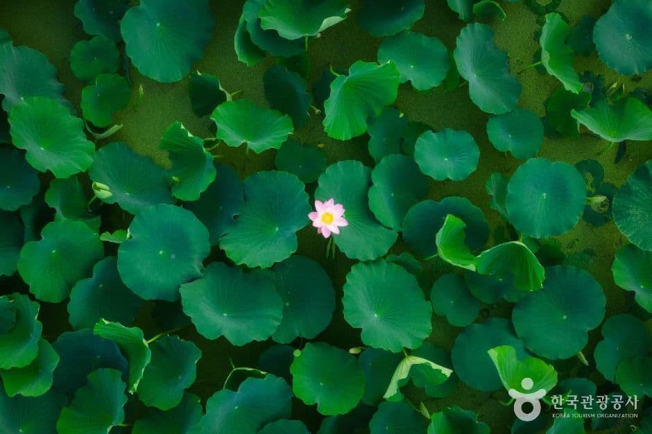 연꽃테마파크